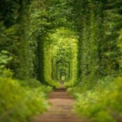 The Tunnel Of Love Is Hidden Gem And Widely Known For Being A Favorite Destination Among Heterosexual Couples Who Are In Love | SUPERPOBYT Travel