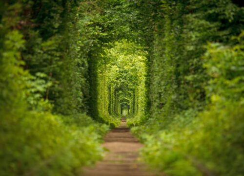 The Tunnel Of Love Is Hidden Gem And Widely Known For Being A Favorite Destination Among Heterosexual Couples Who Are In Love