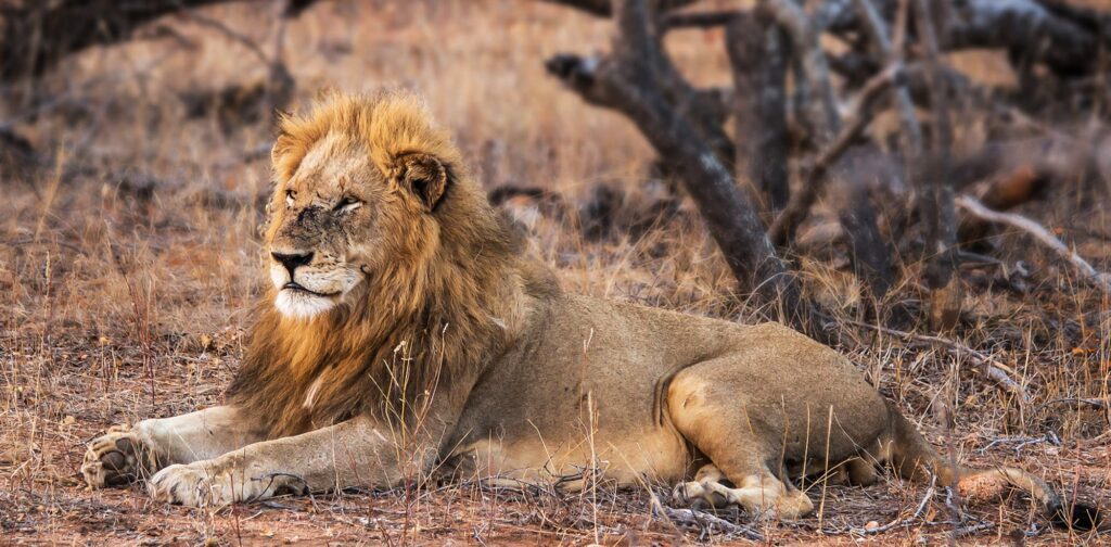 A Magical South Africa Wildlife pictures | SUPERPOBYT Travel
