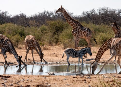 African Travel Destination: Interesting Things To Know About Zakouma National Park