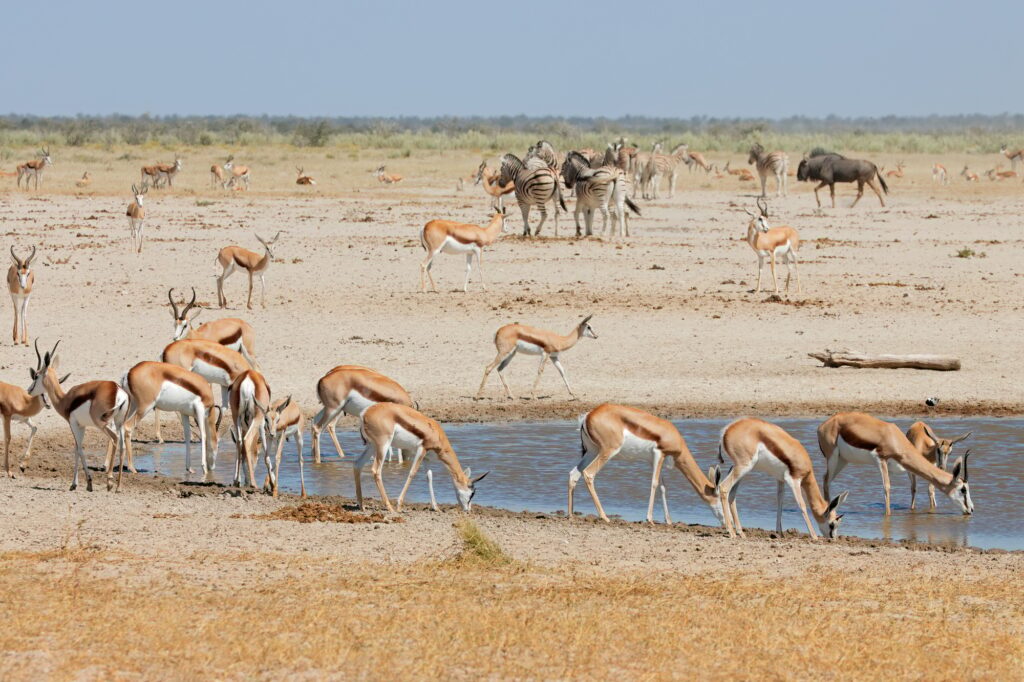 African wildlife at a waterhole, Etosha National Park | SUPERPOBYT Travel