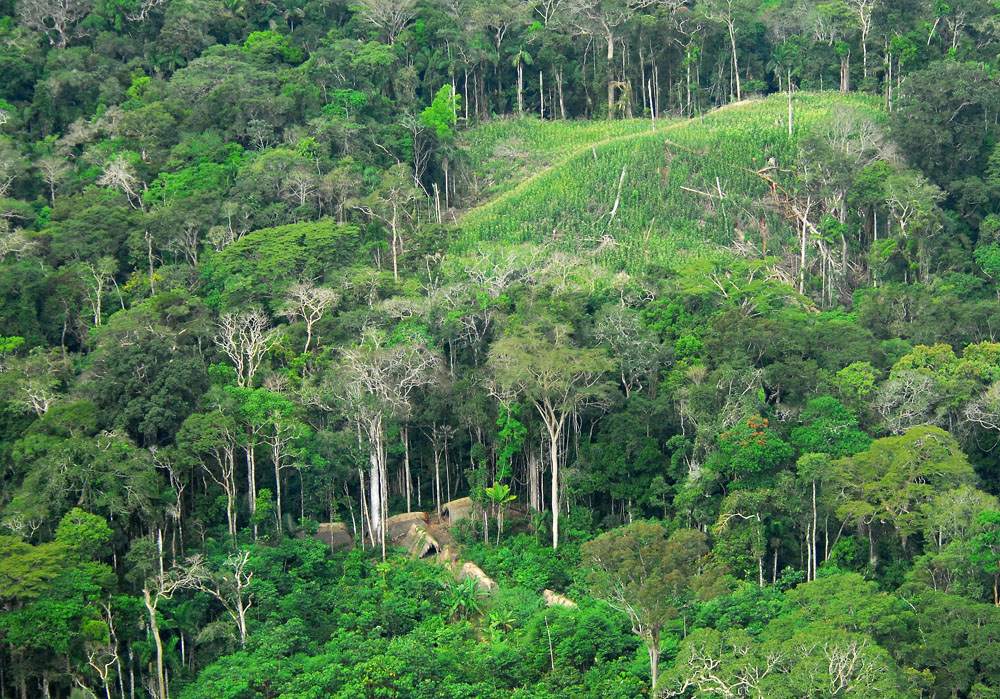 Amazon Jungle Also Called Amazonia Is Considered a Moist Broadleaf Tropical Rainforest In The World | SUPERPOBYT Travel