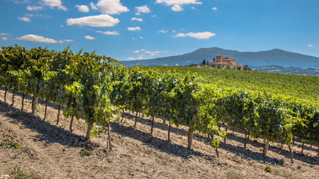 Rows of a Vineyard in a Tuscany Winery Estate, Italy | SUPERPOBYT Travel