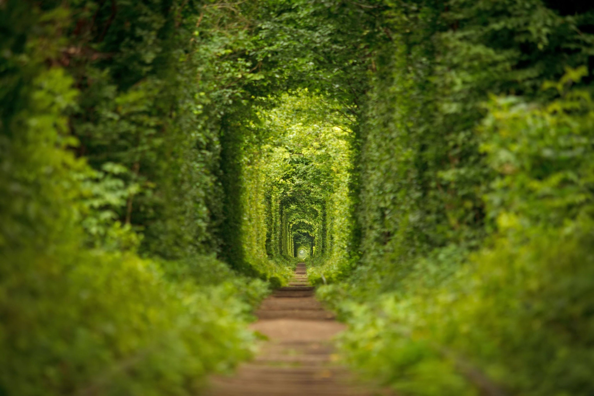 The Tunnel Of Love Is Hidden Gem And Widely Known For Being A Favorite Destination Among Heterosexual Couples Who Are In Love | SUPERPOBYT Travel