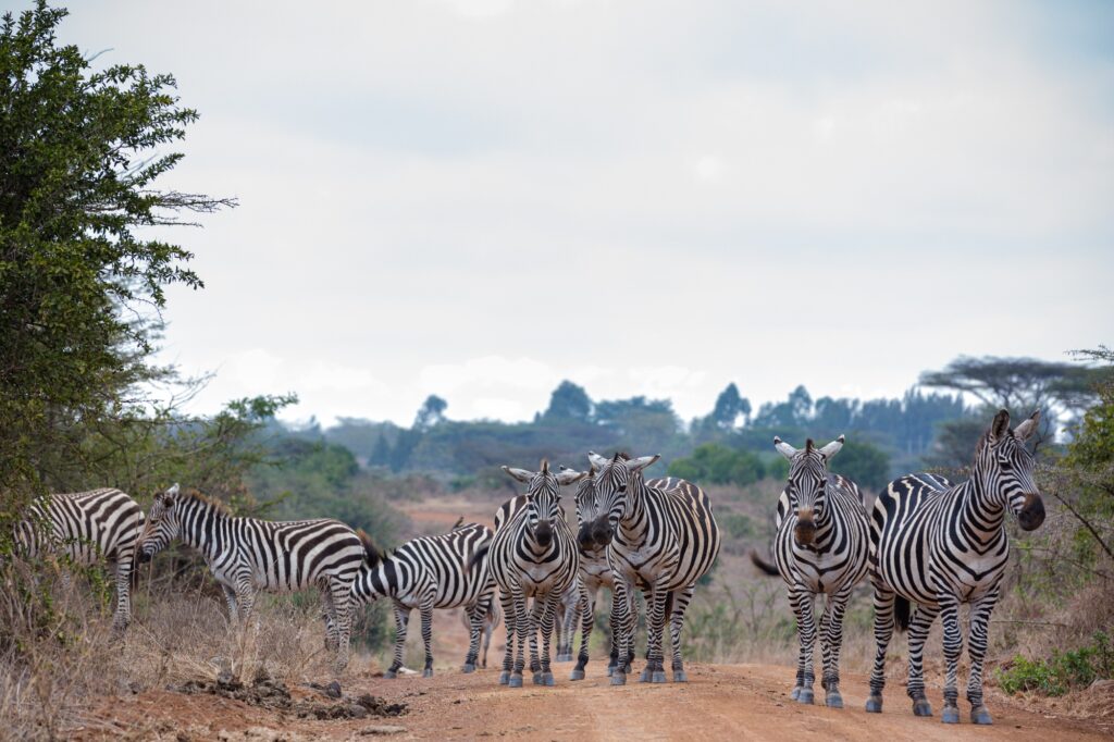 Wildlife Animals, Africa | SUPERPOBYT Travel