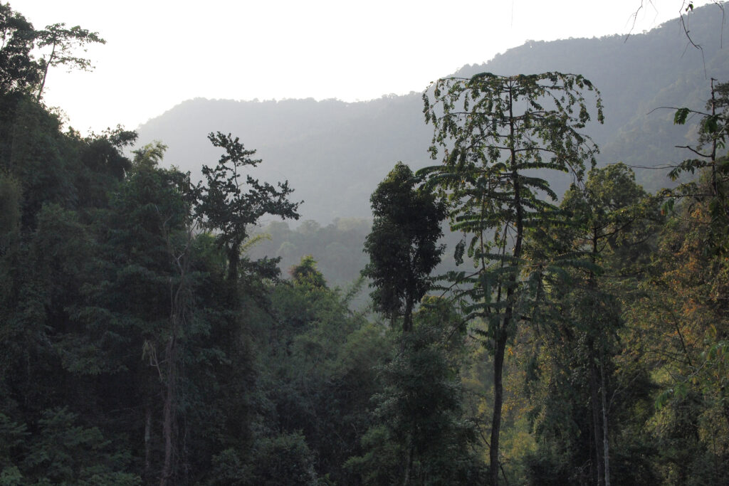 Everything You Need To Know Before And When Is Great To Visiting Khao Sok National Park | SUPERPOBYT Travel